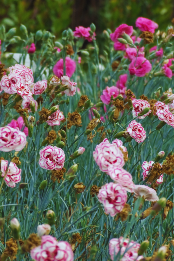 pink carnations