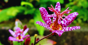 pink toad lilies
