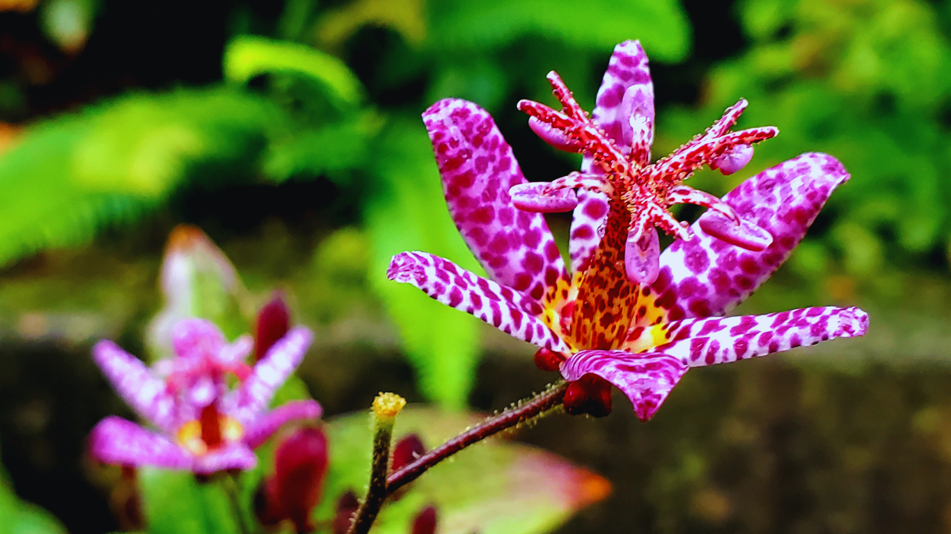 pink toad lilies