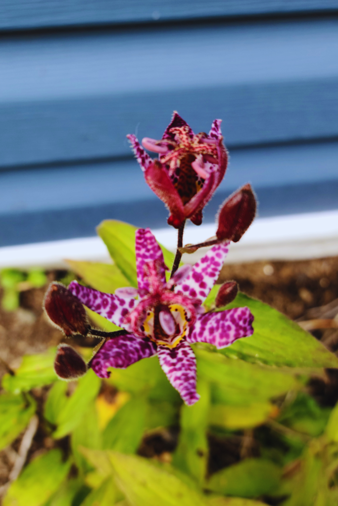 toad lilies