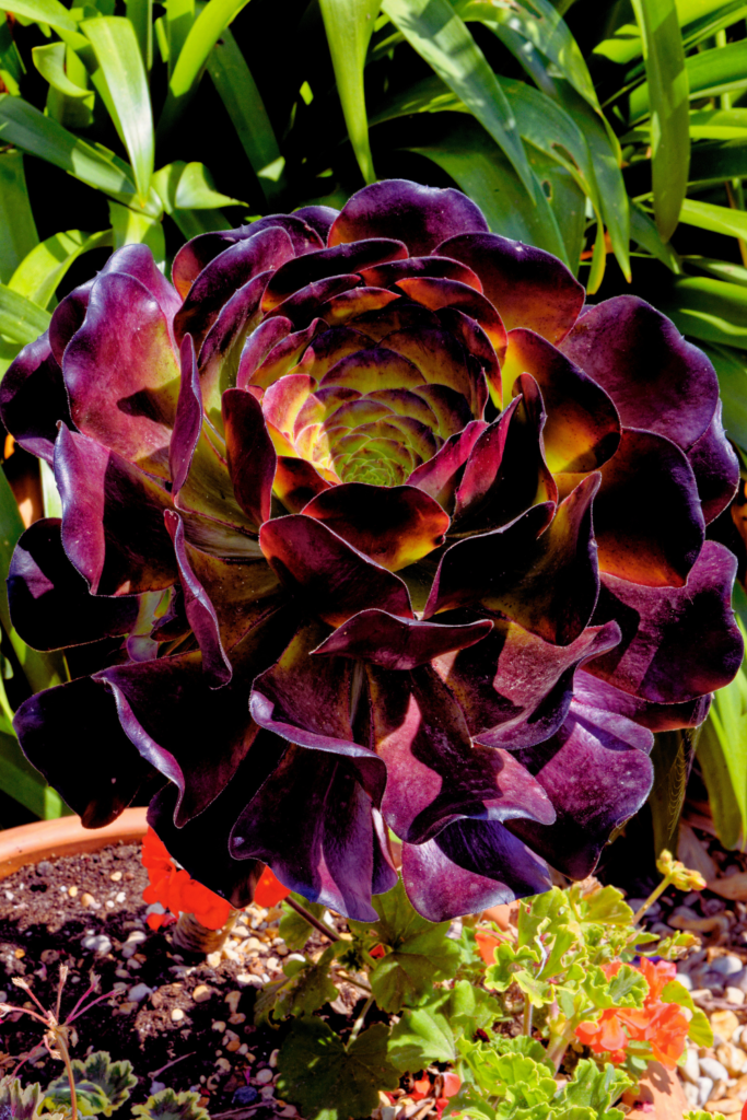 Aeonium Arboreum 'Zwartkop