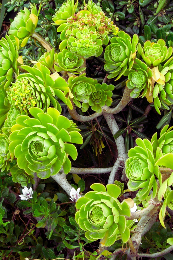 Aeonium Gomerense