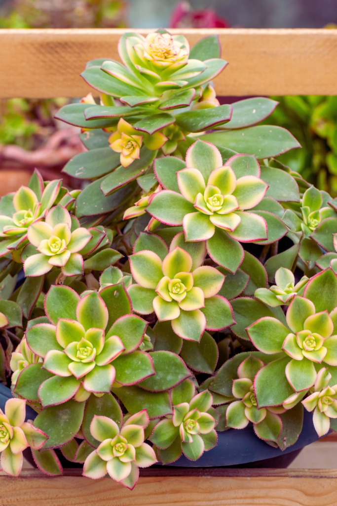 Aeonium Haworthii