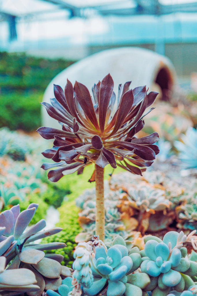 Aeonium succulents