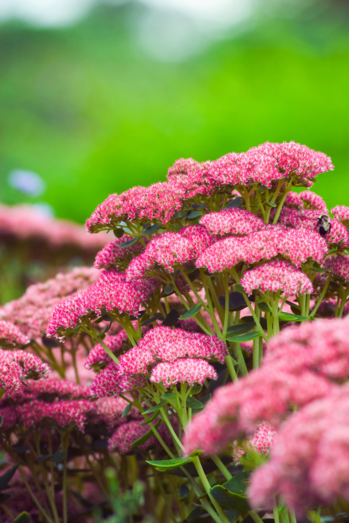 Autumn Joy sedum 