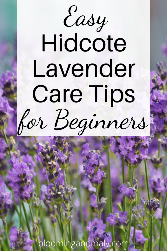 Easy Hidcote Lavender Care Tips for Beginners