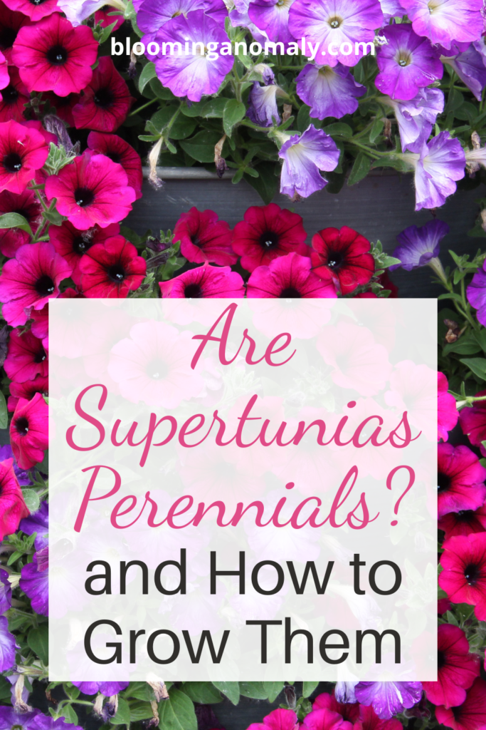 are supertunias perennials