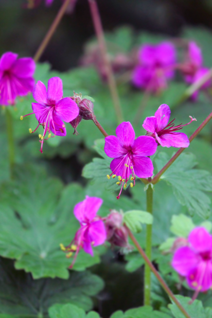 bigroot geranium