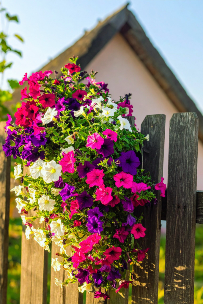 colorful petunias in hanging basket