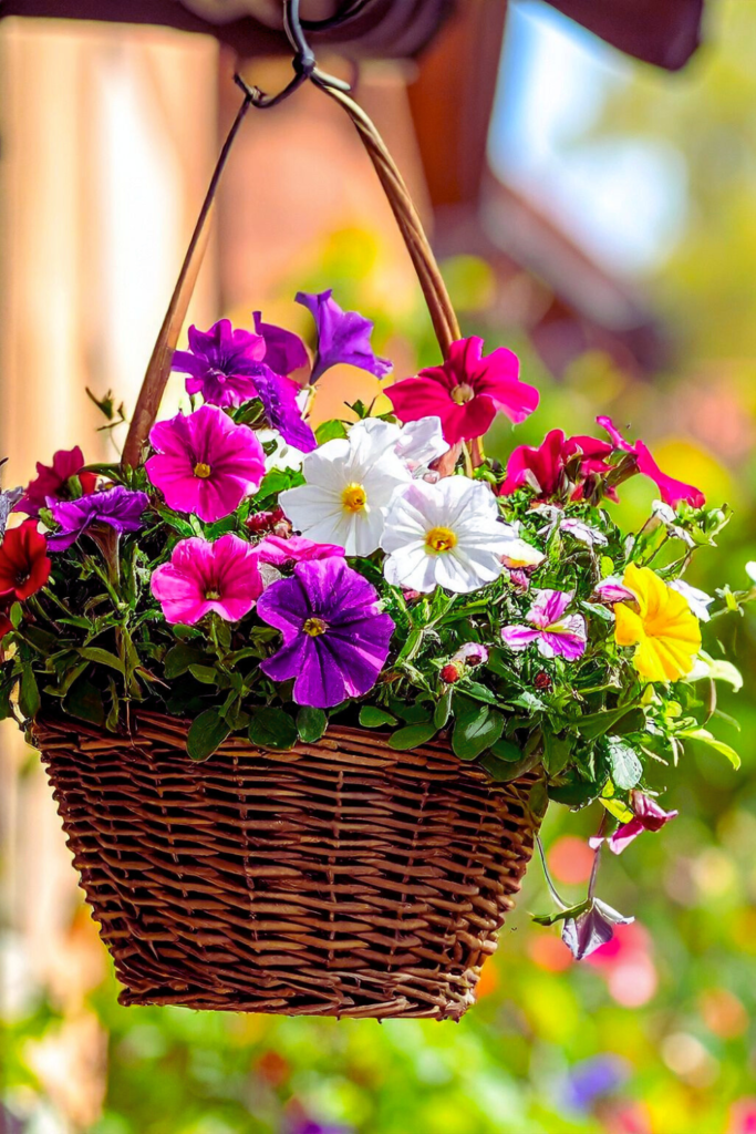 hanging basket with colorful petunias