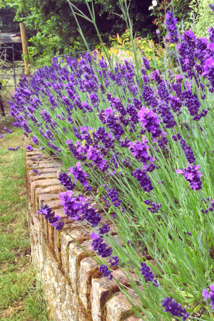 lavender border garden