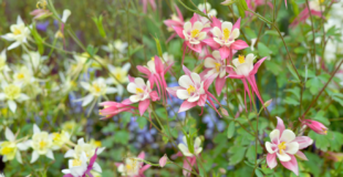 pink and yellow columbine flowers