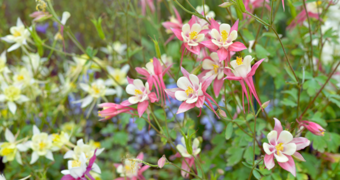pink and yellow columbine flowers