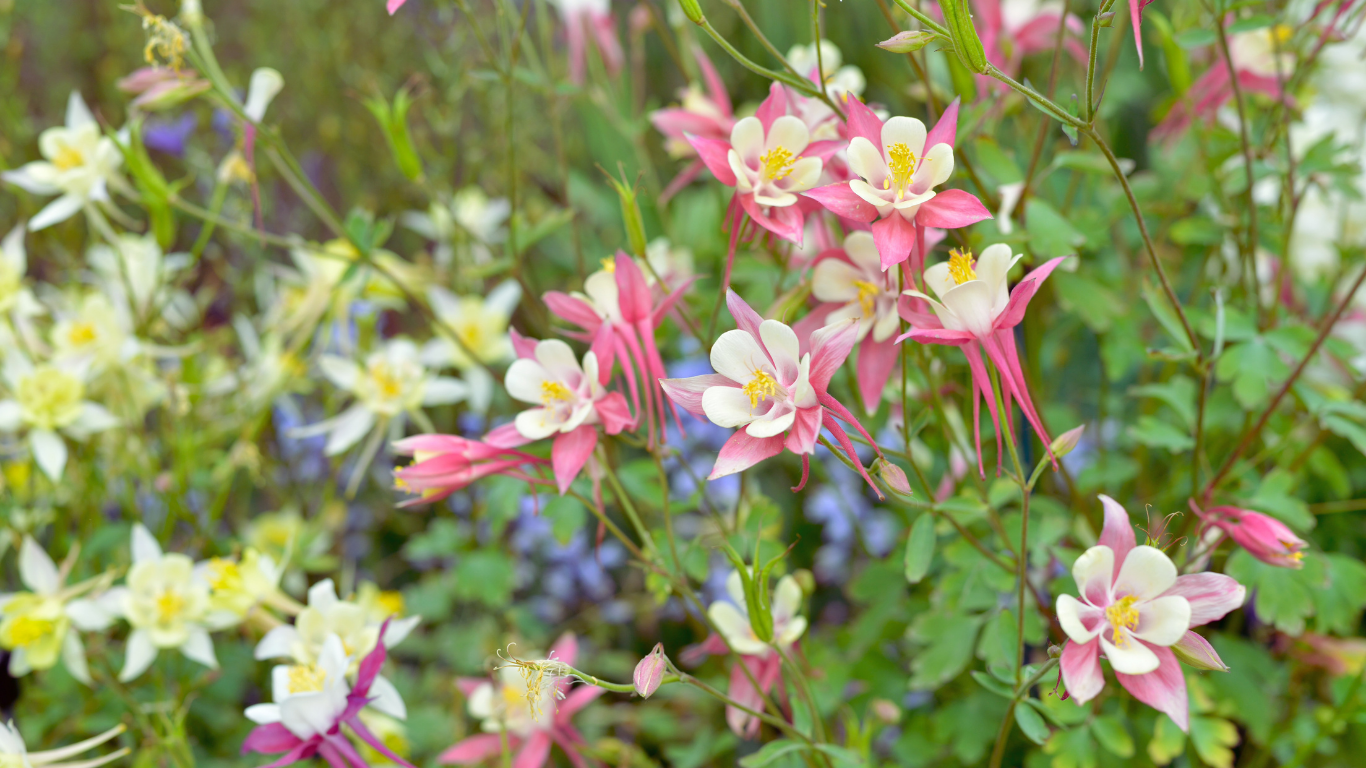 pink and yellow columbine flowers