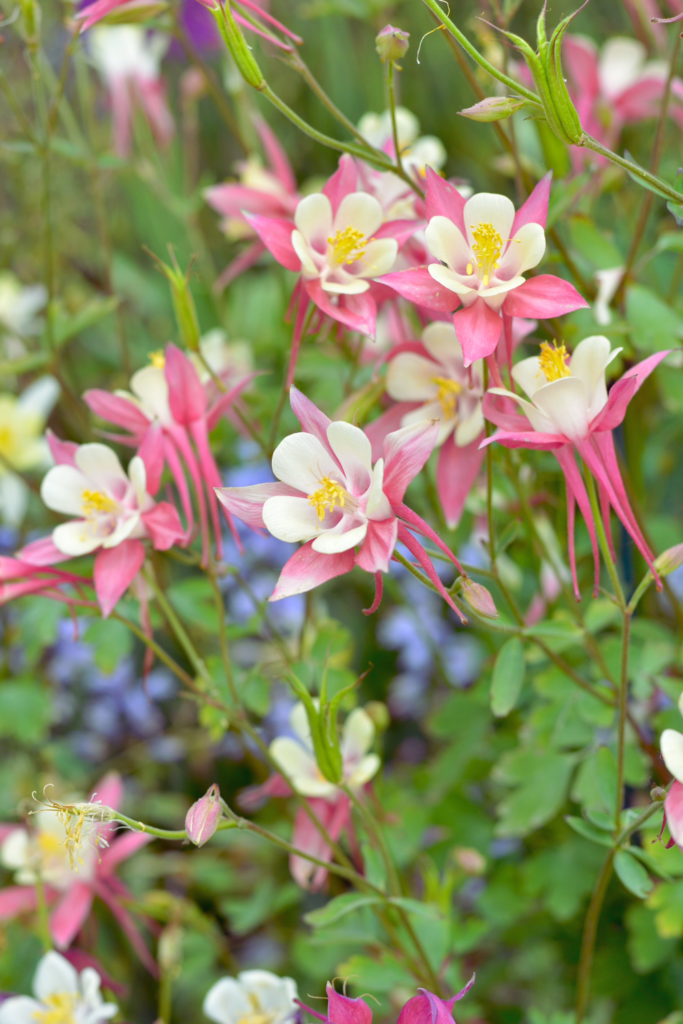 pink columbines