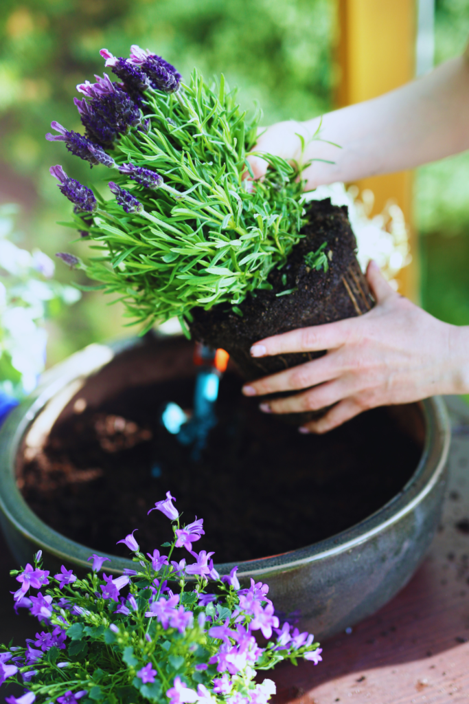 planting lavender in a container