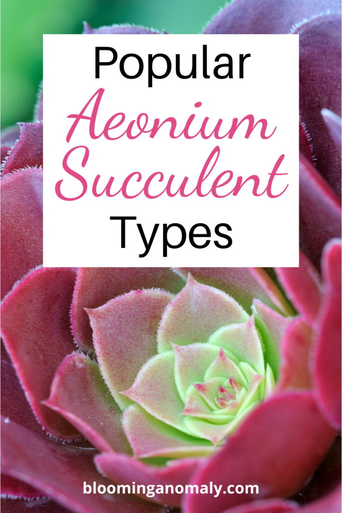 popular aeonium succulent types