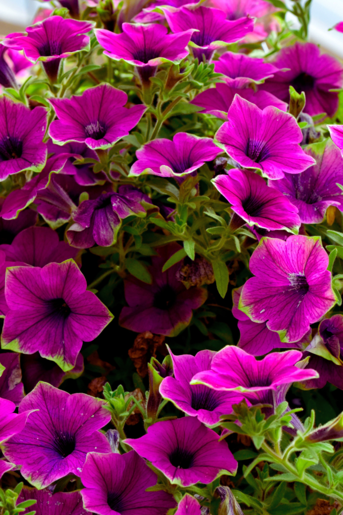 purple Supertunias
