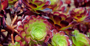 red and green aeoniums