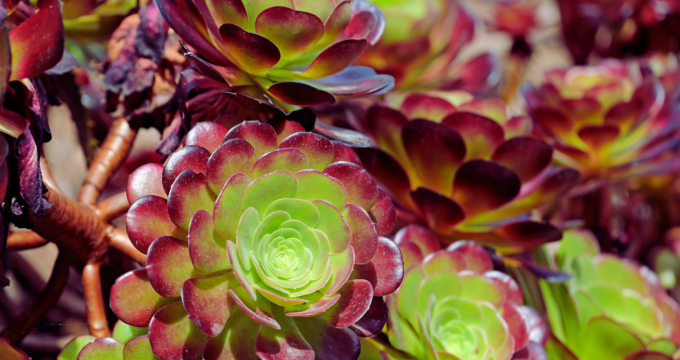 red and green aeoniums