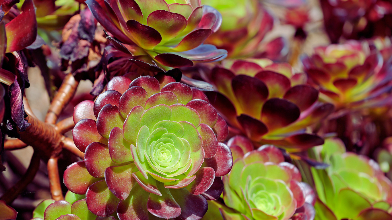 red and green aeoniums