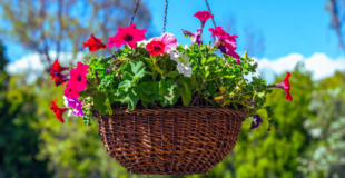 red petunias hanging basket