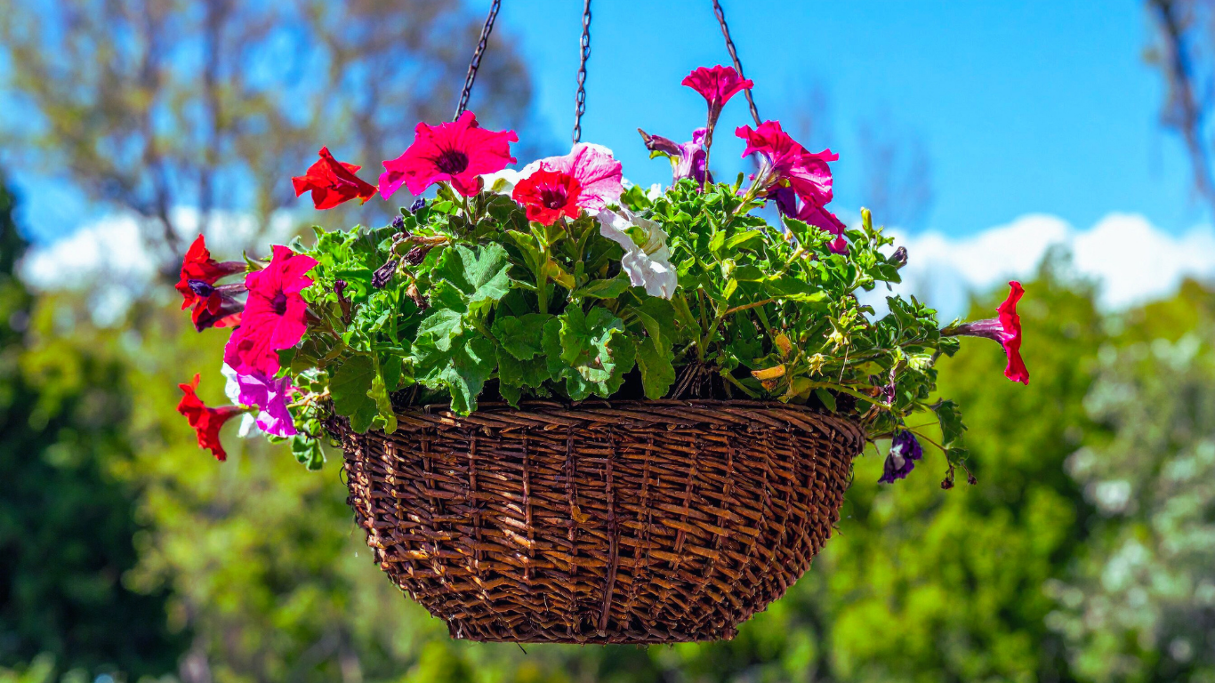 red petunias hanging basket