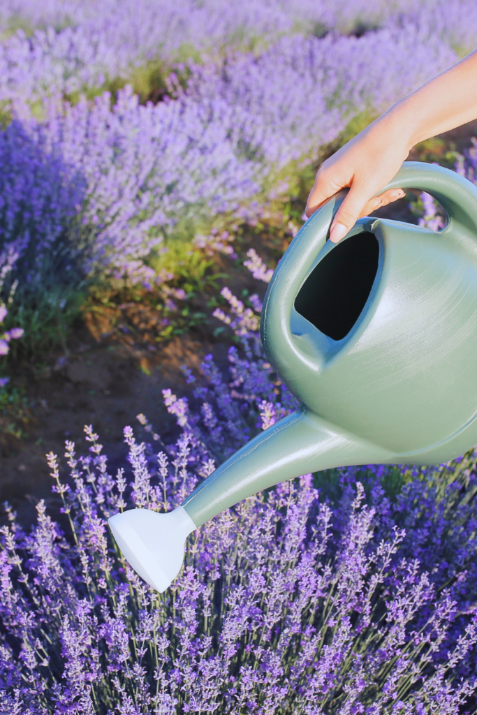 watering lavender