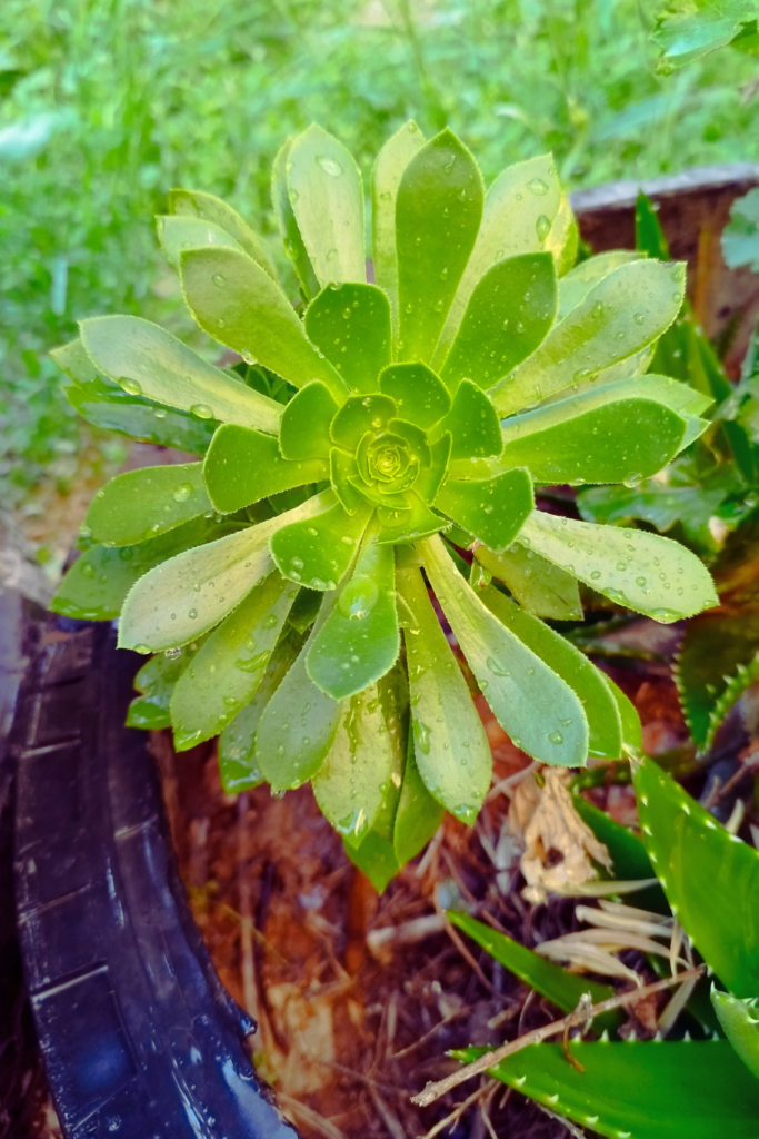 wet Aeonium