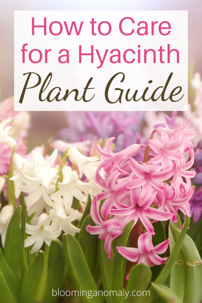 How to Care for a Hyacinth