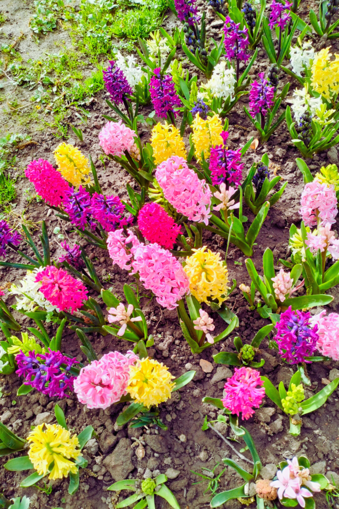 colorful hyacinths garden