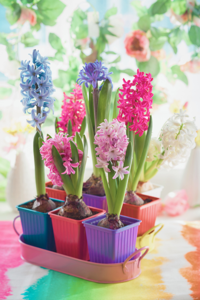 colorful potted hyacinths