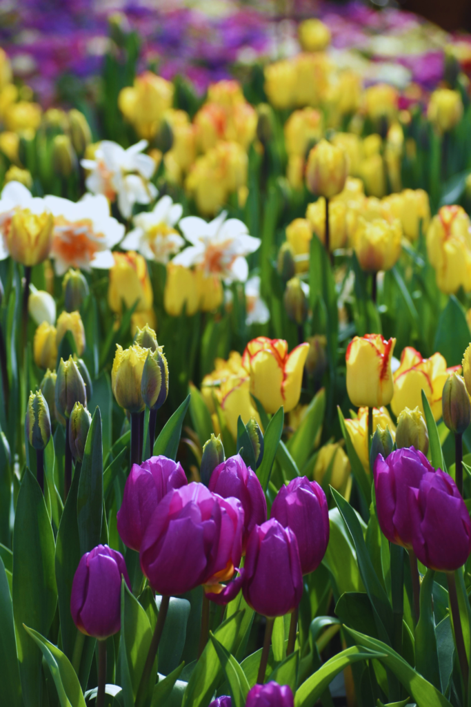daffodil and tulip garden