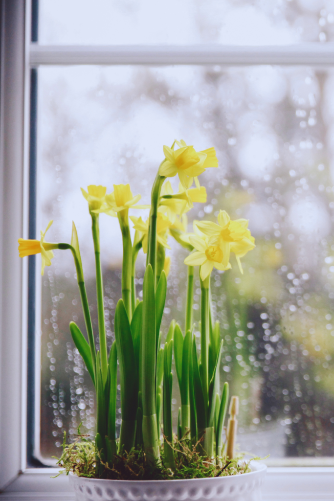 daffodils growing indoors