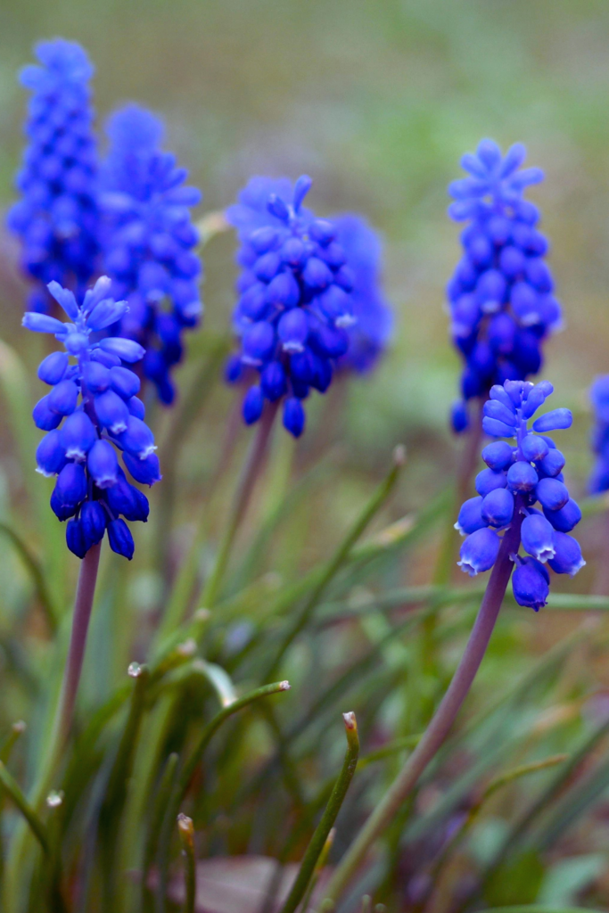 grape hyacinths