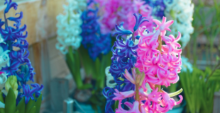 how to care for a hyacinth garden