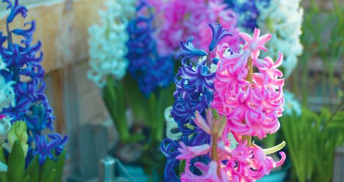 how to care for a hyacinth garden