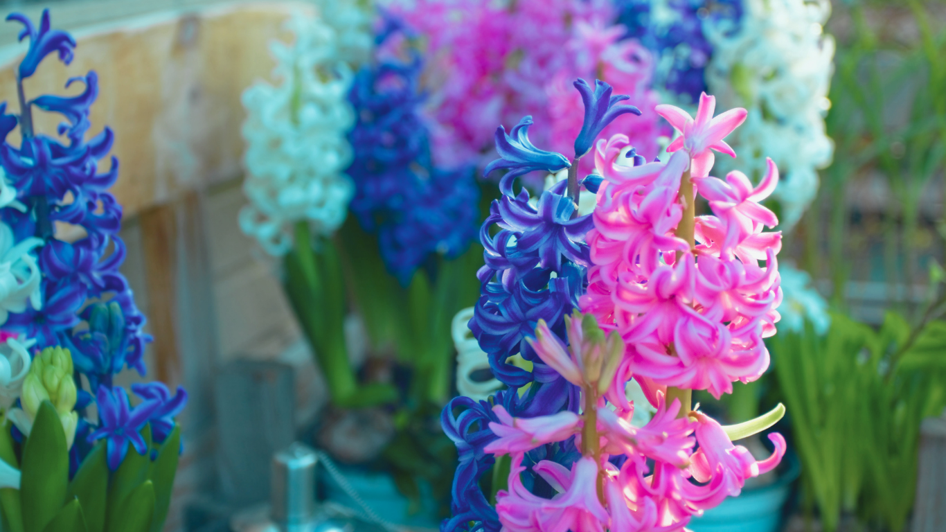 how to care for a hyacinth garden