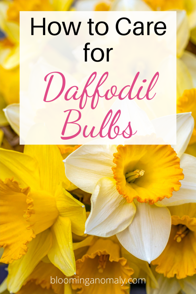 how to care for daffodil bulbs