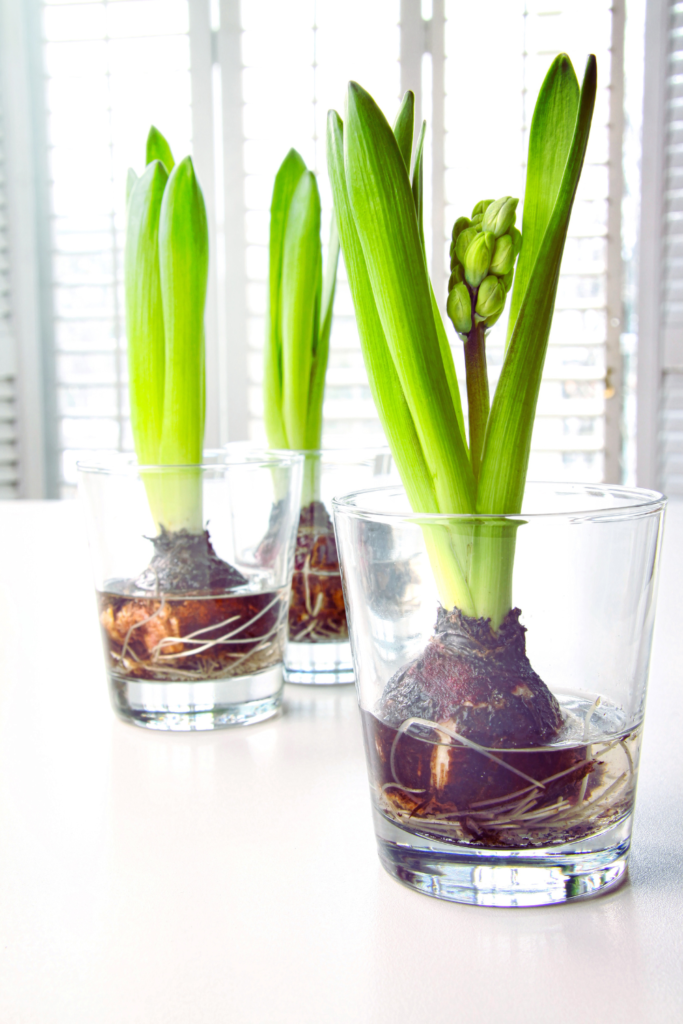 hyacinth bulbs in water