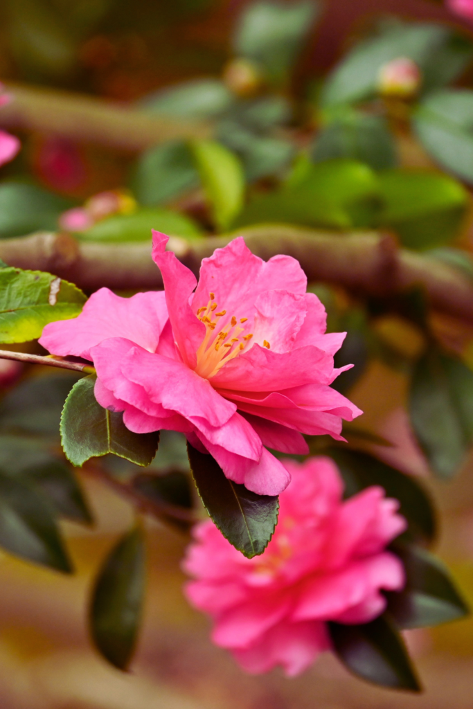 pink Sasanqua Camellia