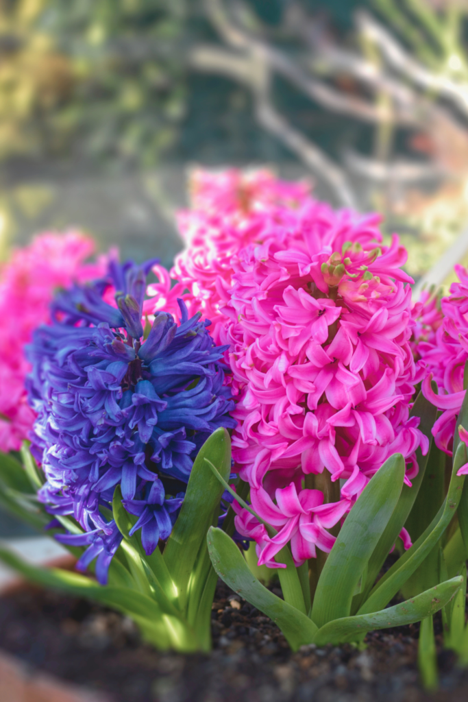 potted hyacinths