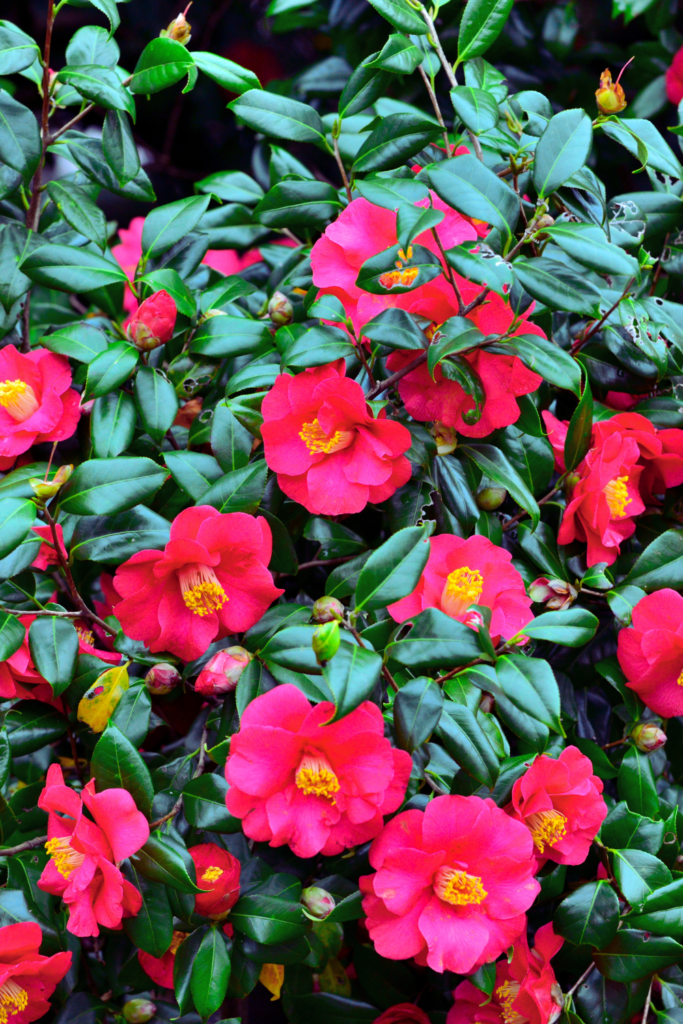 red Camellia Japonica