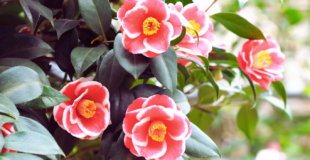 red and white camellia plant
