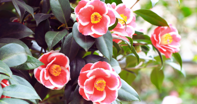 red and white camellia plant