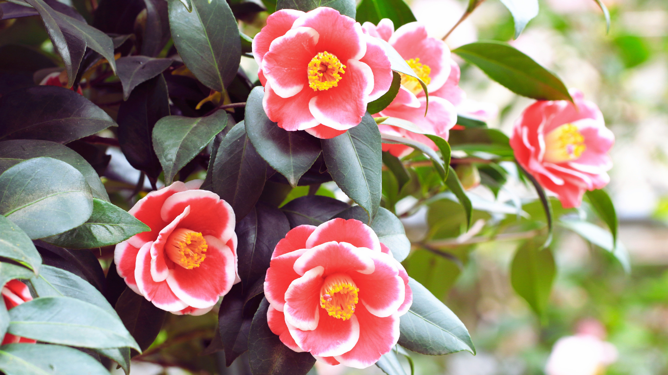 red and white camellia plant