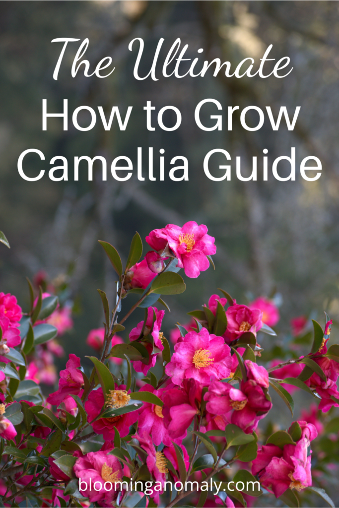 the ultimate how to grow camellia guide
