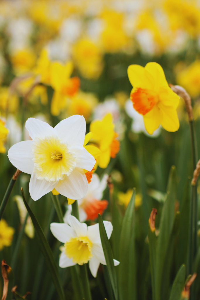 white and yellow daffodils