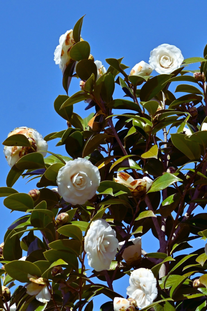 white camellia plant