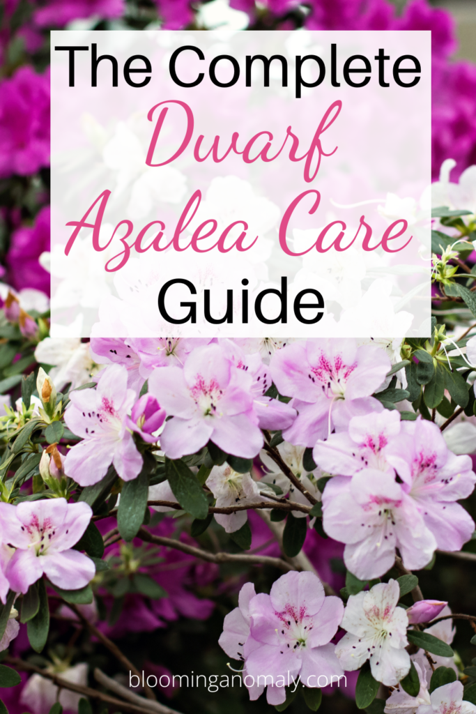 Dwarf Azalea Care